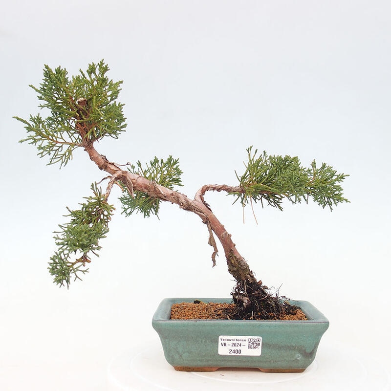 Venkovní bonsai - Juniperus chinensis Kishu -Jalovec čínský