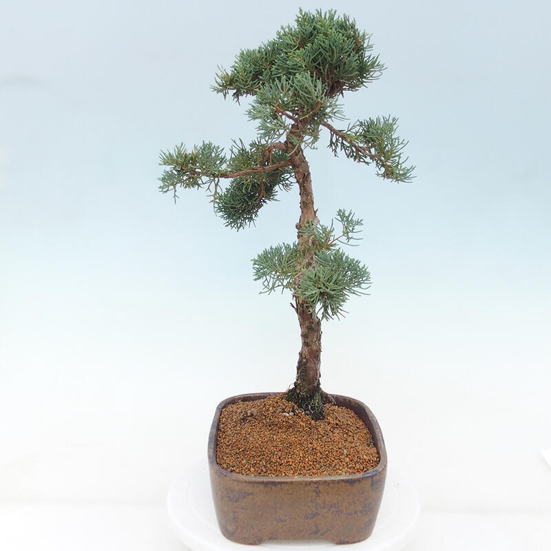 Venkovní bonsai - Juniperus chinensis Kishu -Jalovec čínský