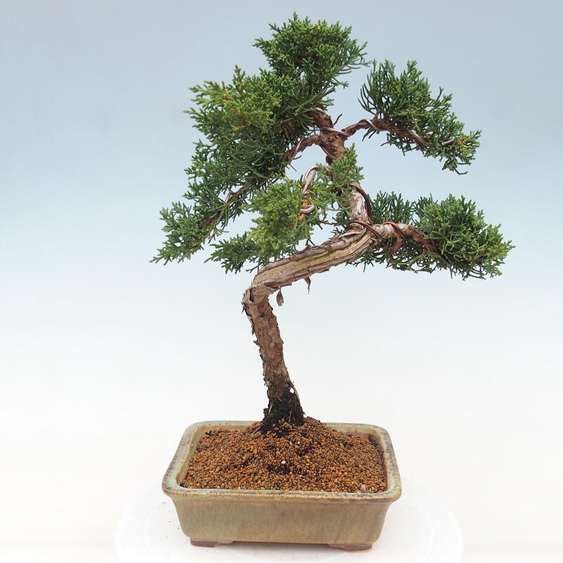 Venkovní bonsai - Juniperus chinensis Kishu -Jalovec čínský