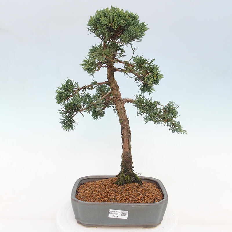 Venkovní bonsai - Juniperus chinensis Kishu -Jalovec čínský