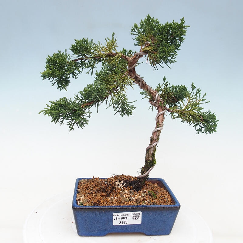 Venkovní bonsai - Juniperus chinensis Kishu -Jalovec čínský