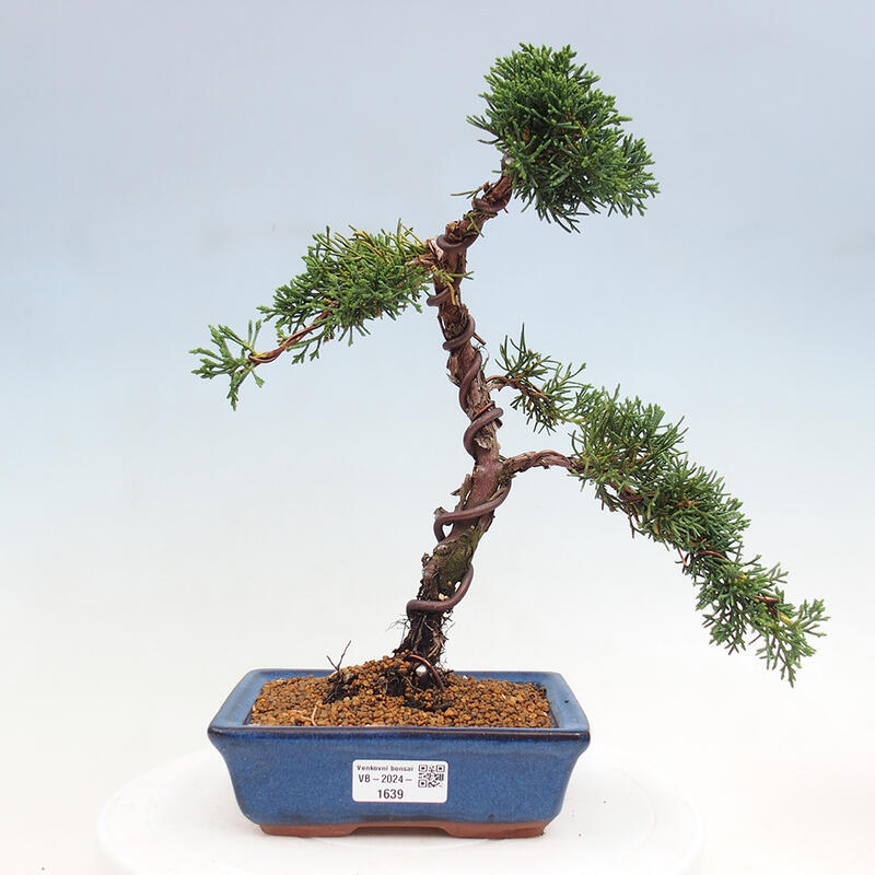 Venkovní bonsai - Juniperus chinensis Kishu -Jalovec čínský