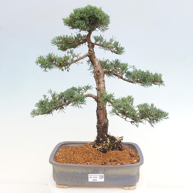 Venkovní bonsai - Juniperus chinensis Kishu -Jalovec čínský