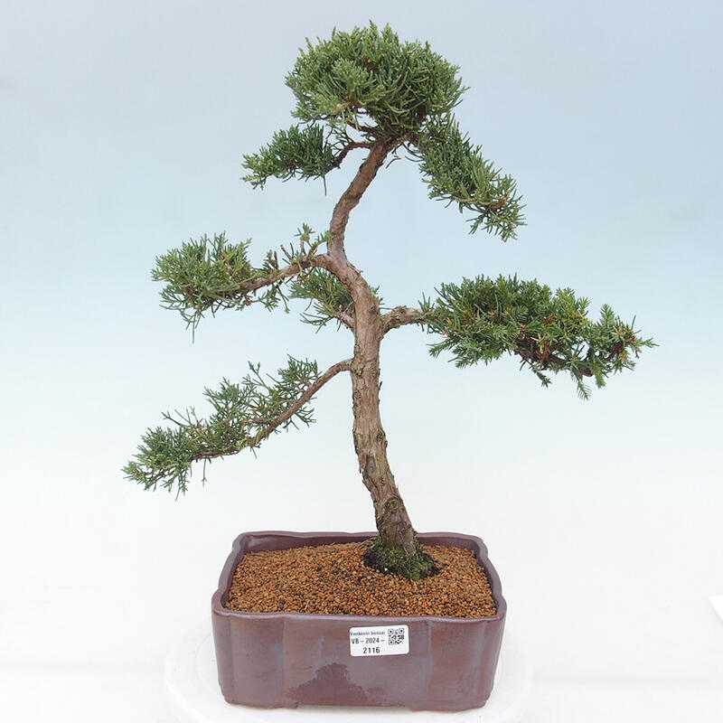 Venkovní bonsai - Juniperus chinensis Kishu -Jalovec čínský