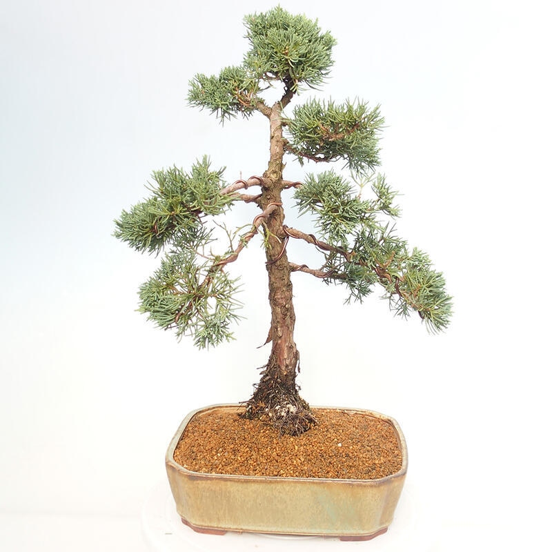 Venkovní bonsai - Juniperus chinensis Kishu -Jalovec čínský