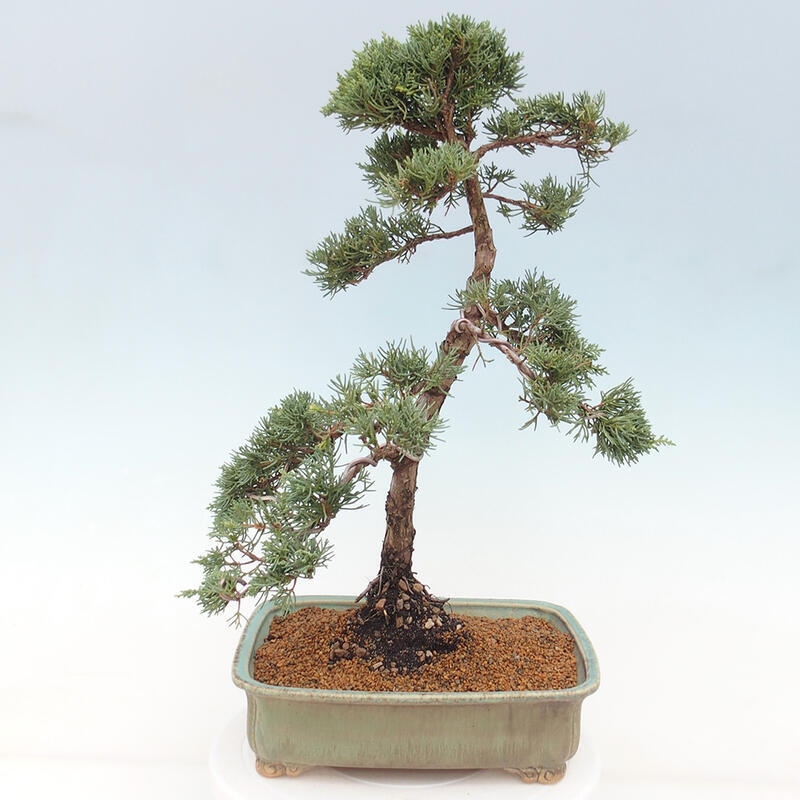 Venkovní bonsai - Juniperus chinensis Kishu -Jalovec čínský