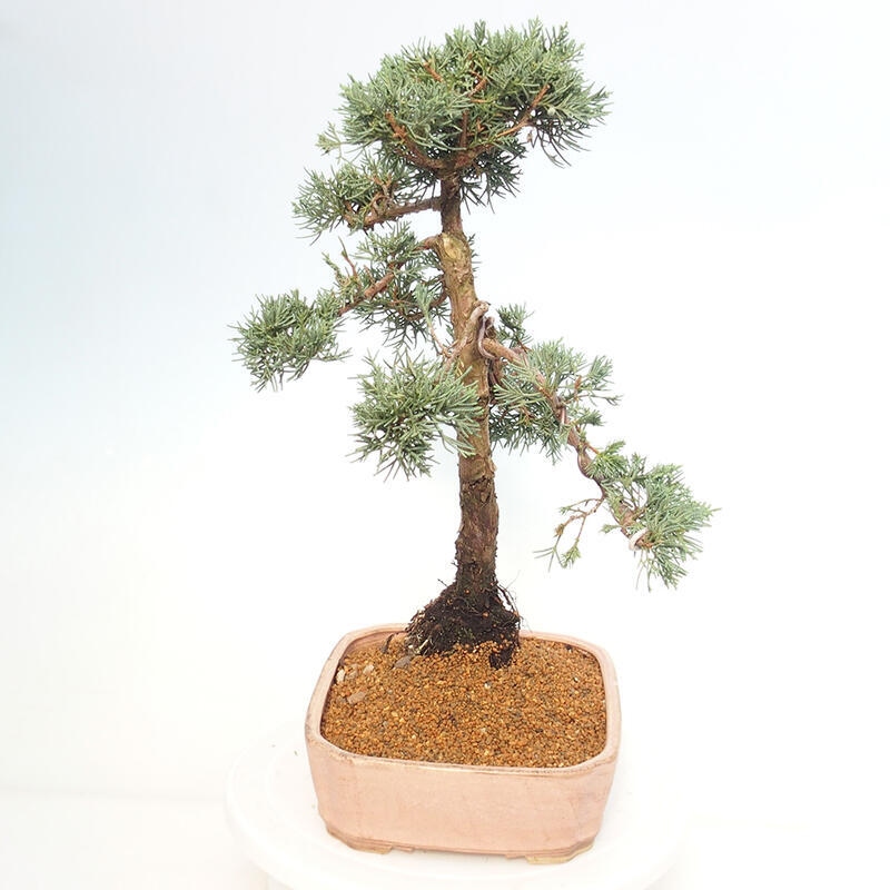 Venkovní bonsai - Juniperus chinensis Kishu -Jalovec čínský