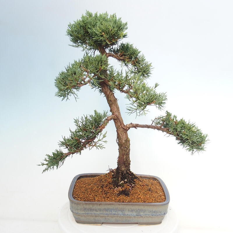 Venkovní bonsai - Juniperus chinensis Kishu -Jalovec čínský