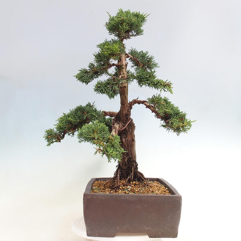 Venkovní bonsai - Juniperus chinensis Kishu -Jalovec čínský