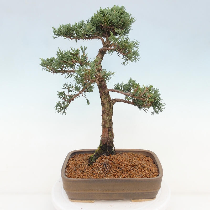 Venkovní bonsai - Juniperus chinensis Kishu -Jalovec čínský