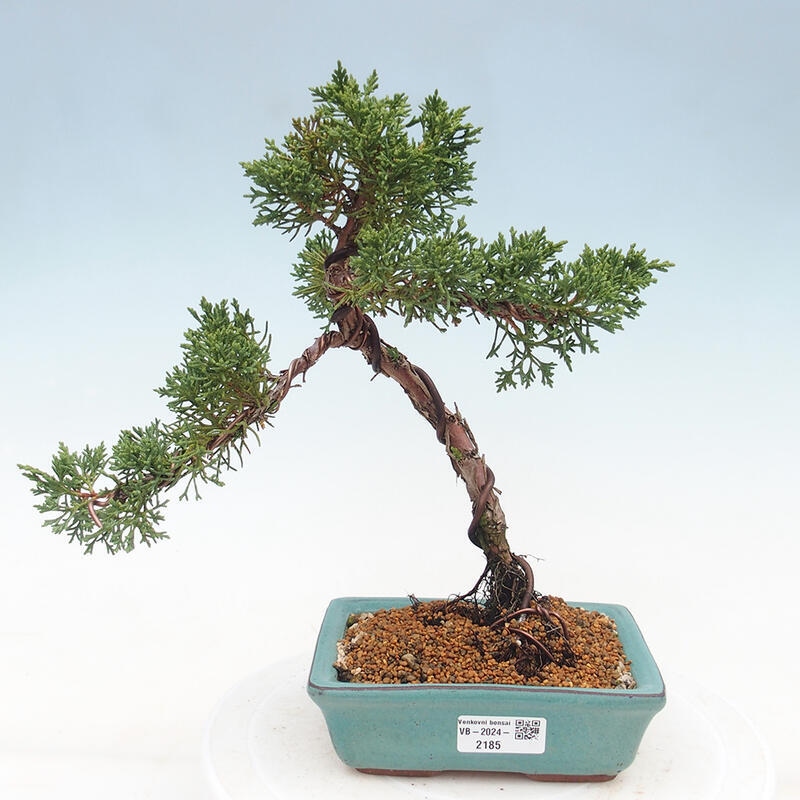 Venkovní bonsai - Juniperus chinensis Kishu -Jalovec čínský