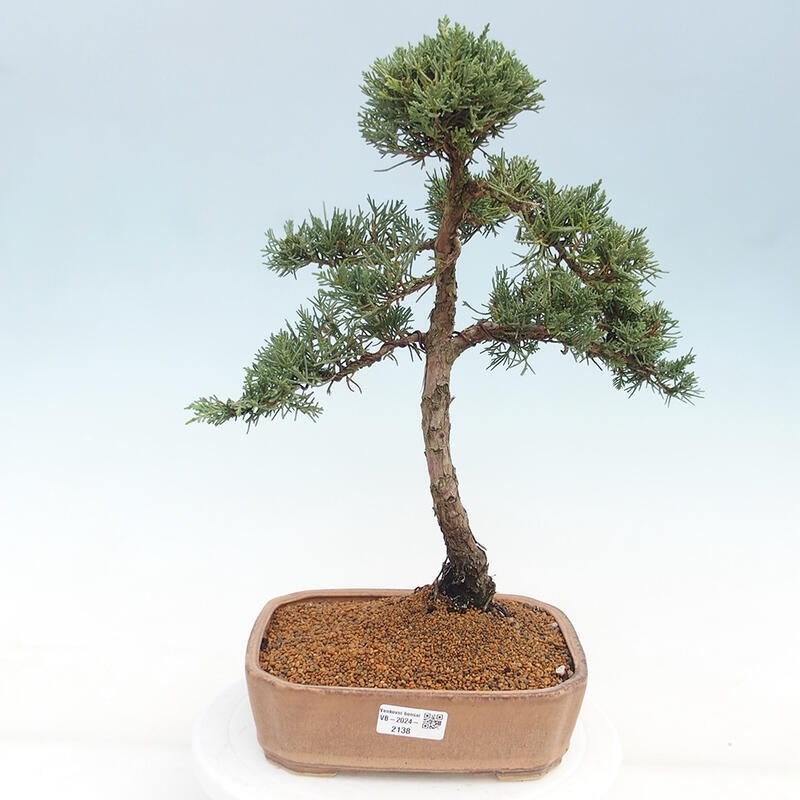 Venkovní bonsai - Juniperus chinensis Kishu -Jalovec čínský