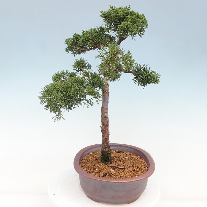 Venkovní bonsai - Juniperus chinensis Kishu -Jalovec čínský