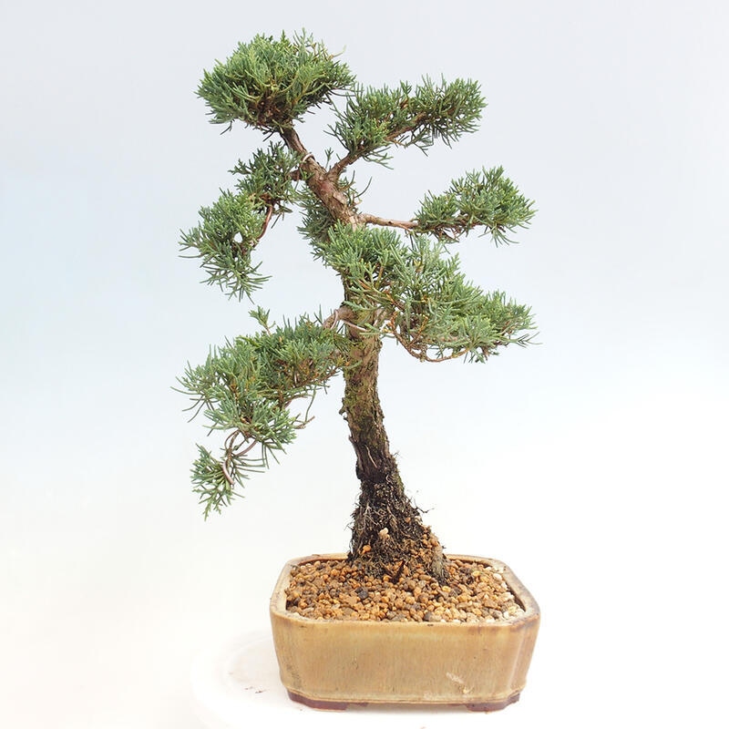 Venkovní bonsai - Juniperus chinensis Kishu -Jalovec čínský