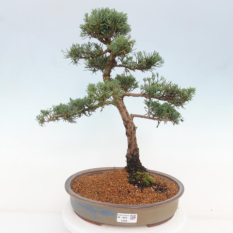 Venkovní bonsai - Juniperus chinensis Kishu -Jalovec čínský