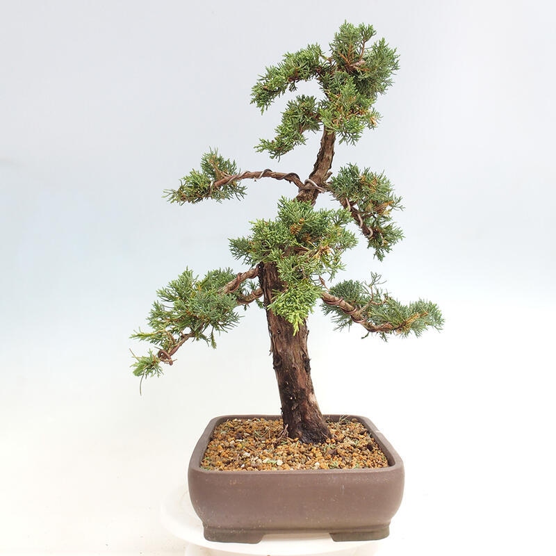 Venkovní bonsai - Juniperus chinensis Kishu -Jalovec čínský