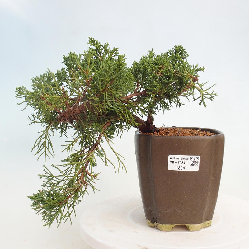 Venkovní bonsai - Juniperus chinensis Kishu -Jalovec čínský