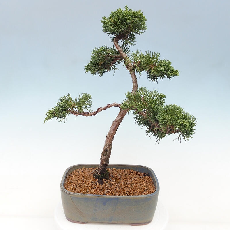 Venkovní bonsai - Juniperus chinensis Kishu -Jalovec čínský