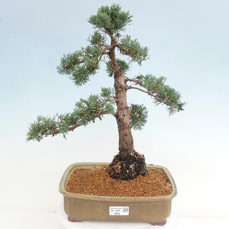 Venkovní bonsai - Juniperus chinensis Kishu -Jalovec čínský