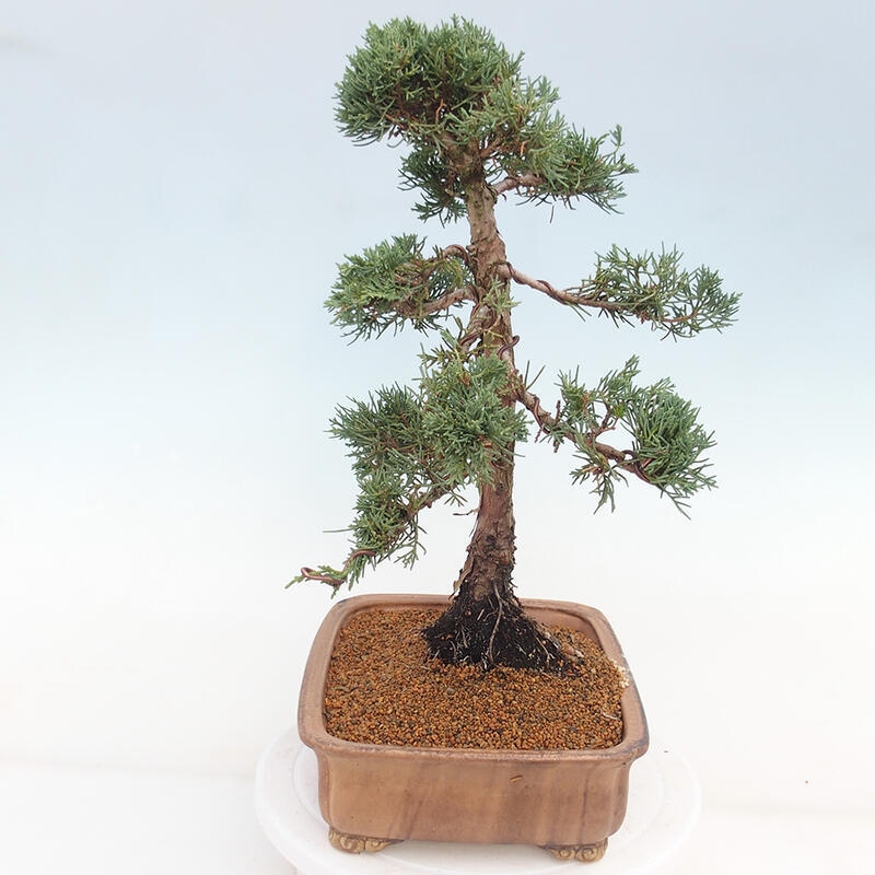 Venkovní bonsai - Juniperus chinensis Kishu -Jalovec čínský