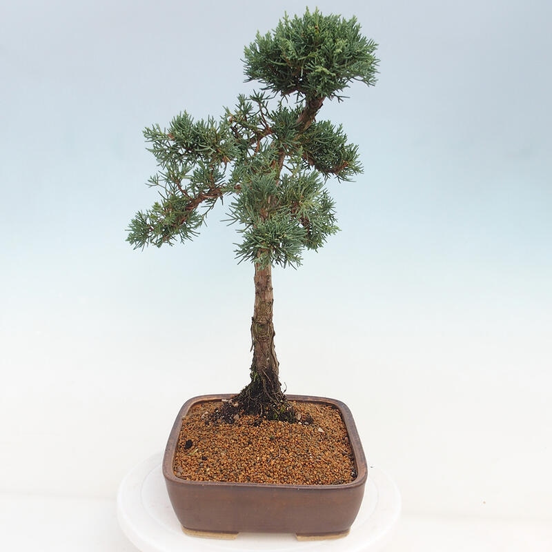 Venkovní bonsai - Juniperus chinensis Kishu -Jalovec čínský