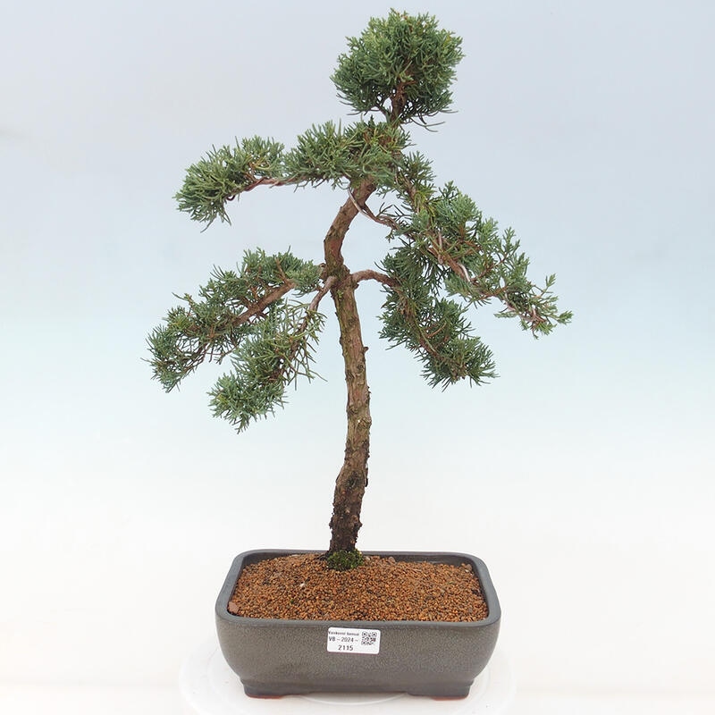 Venkovní bonsai - Juniperus chinensis Kishu -Jalovec čínský