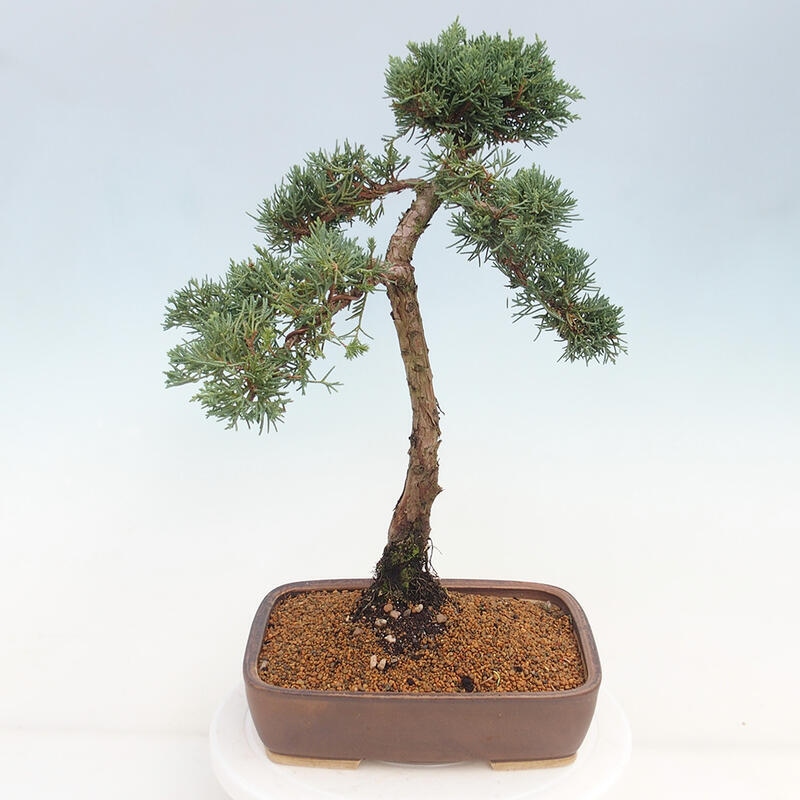 Venkovní bonsai - Juniperus chinensis Kishu -Jalovec čínský