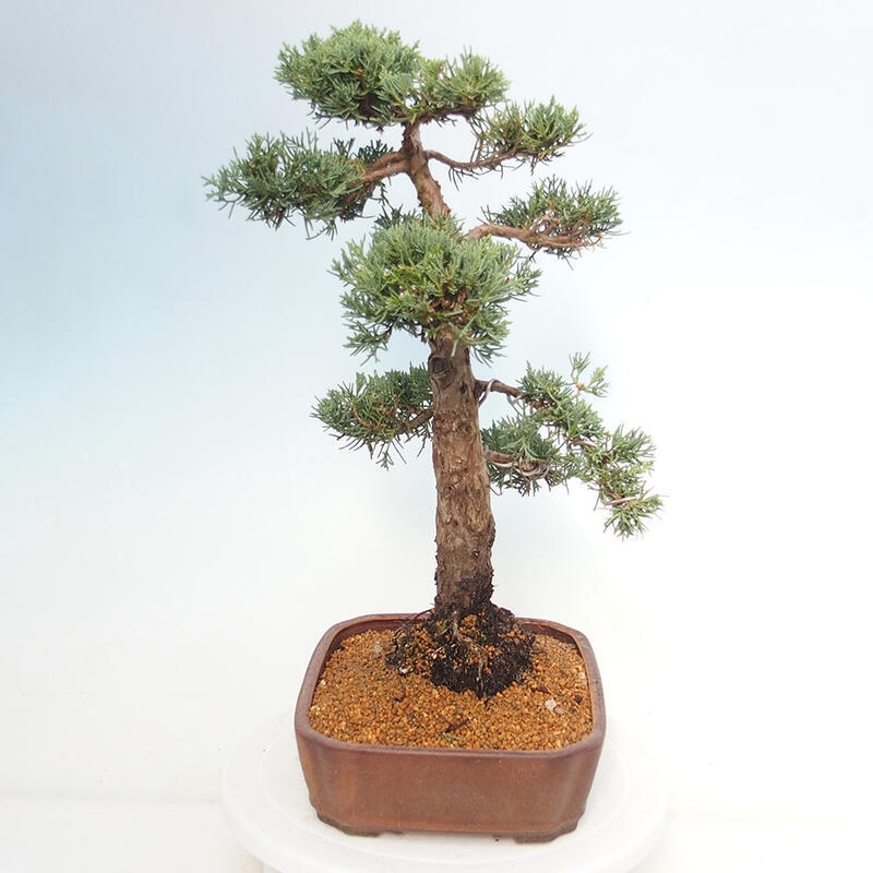 Venkovní bonsai - Juniperus chinensis Kishu -Jalovec čínský