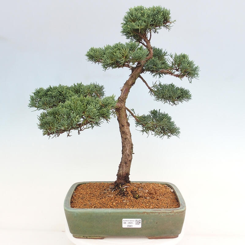 Venkovní bonsai - Juniperus chinensis Kishu -Jalovec čínský