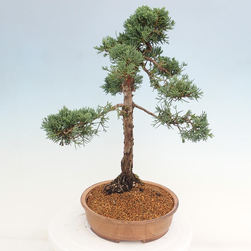 Venkovní bonsai - Juniperus chinensis Kishu -Jalovec čínský