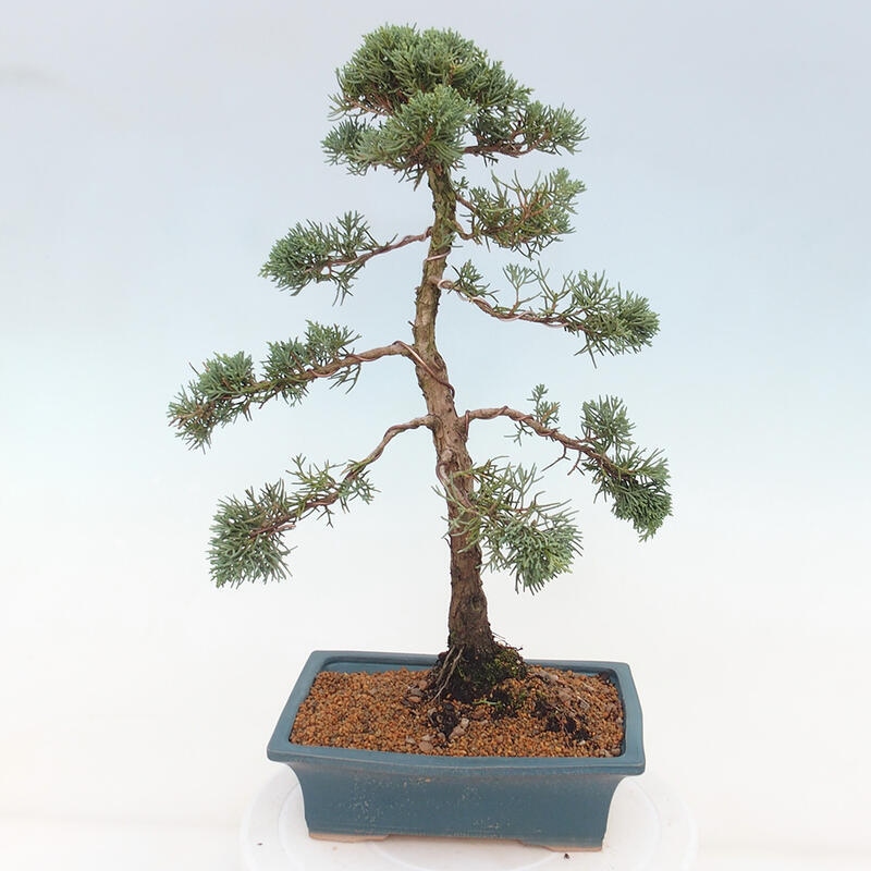 Venkovní bonsai - Juniperus chinensis Kishu -Jalovec čínský