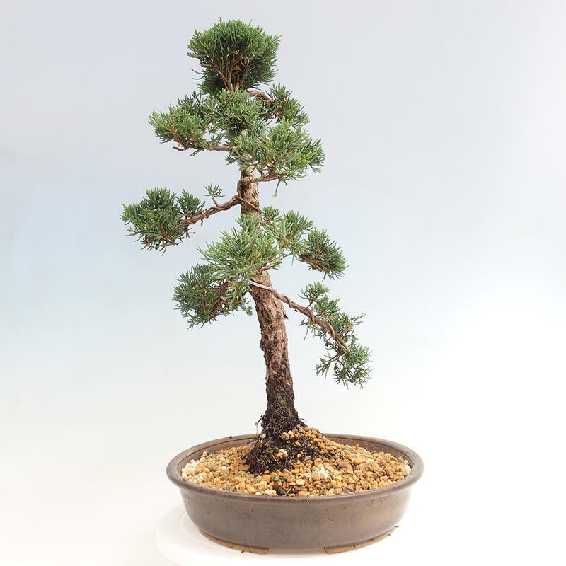 Venkovní bonsai - Juniperus chinensis Kishu -Jalovec čínský