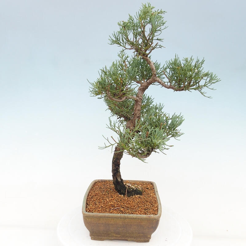 Venkovní bonsai - Juniperus chinensis Kishu -Jalovec čínský