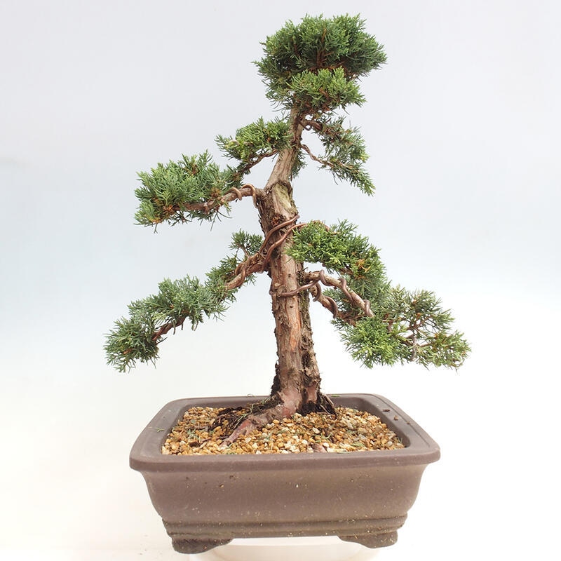 Venkovní bonsai - Juniperus chinensis Kishu -Jalovec čínský