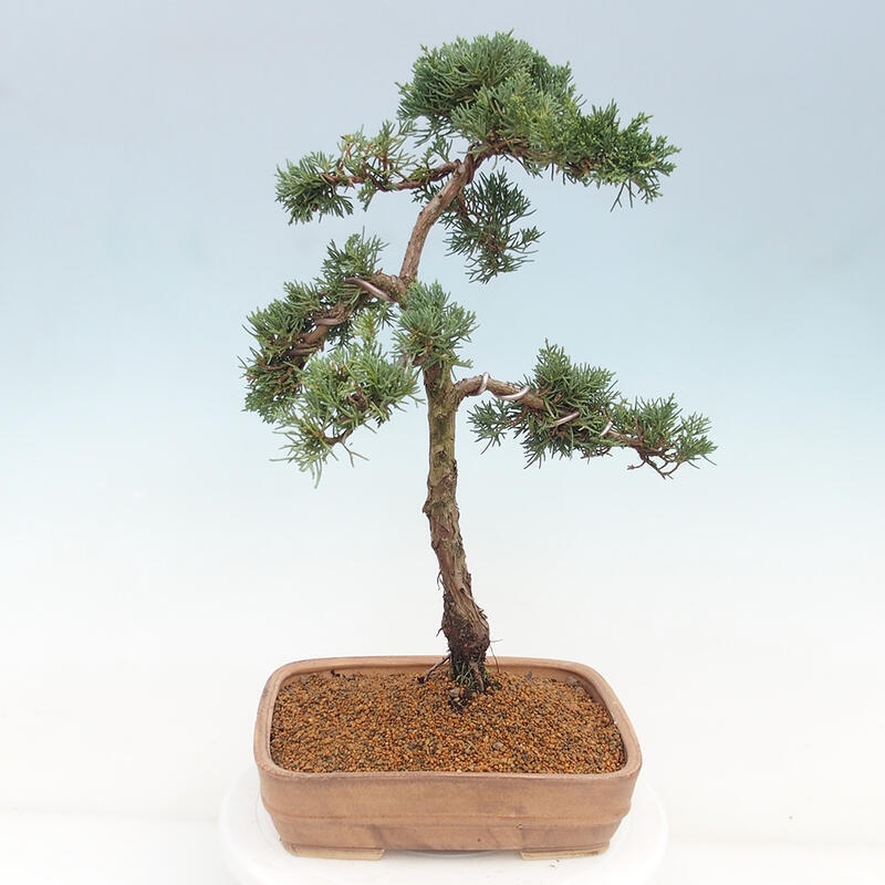 Venkovní bonsai - Juniperus chinensis Kishu -Jalovec čínský