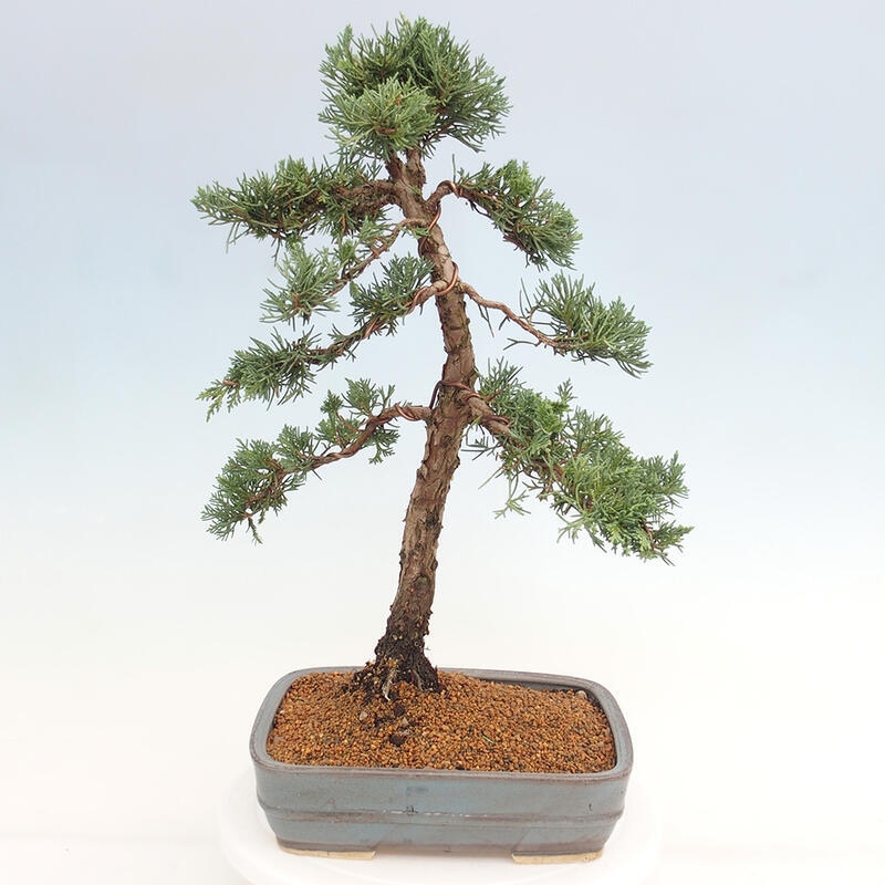 Venkovní bonsai - Juniperus chinensis Kishu -Jalovec čínský