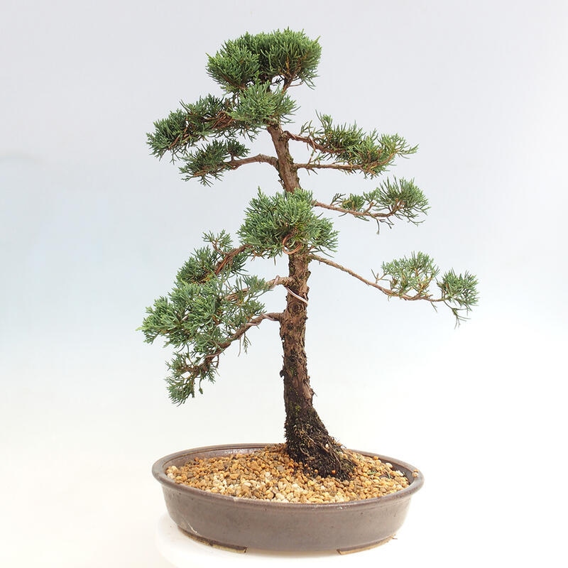 Venkovní bonsai - Juniperus chinensis Kishu -Jalovec čínský