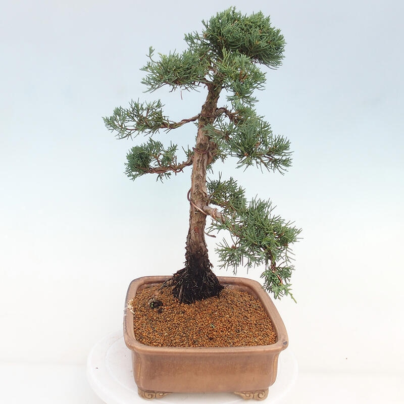 Venkovní bonsai - Juniperus chinensis Kishu -Jalovec čínský