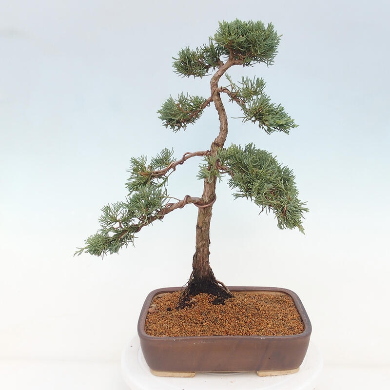 Venkovní bonsai - Juniperus chinensis Kishu -Jalovec čínský