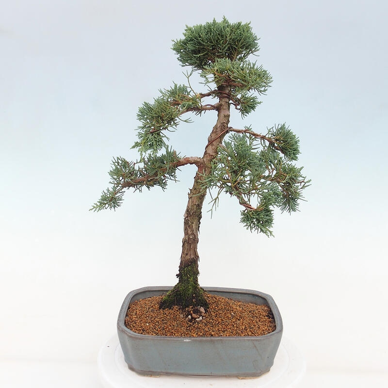 Venkovní bonsai - Juniperus chinensis Kishu -Jalovec čínský