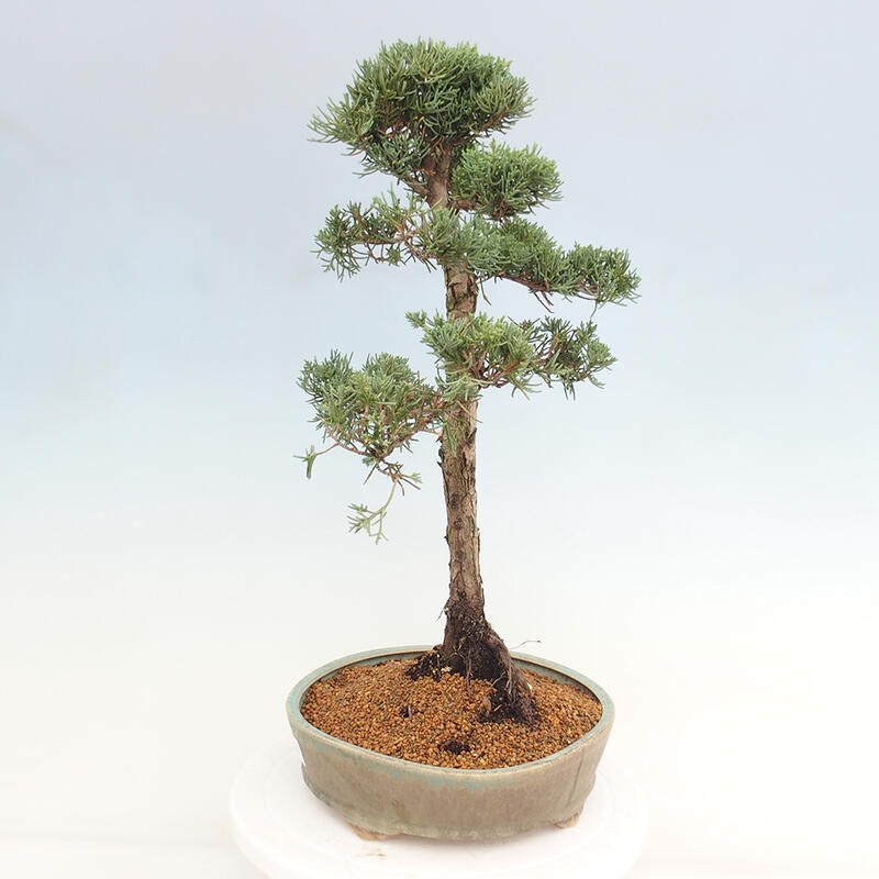 Venkovní bonsai - Juniperus chinensis Kishu -Jalovec čínský