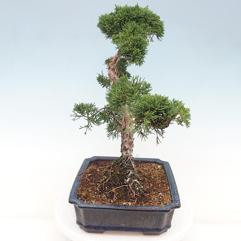 Venkovní bonsai - Juniperus chinensis Kishu -Jalovec čínský