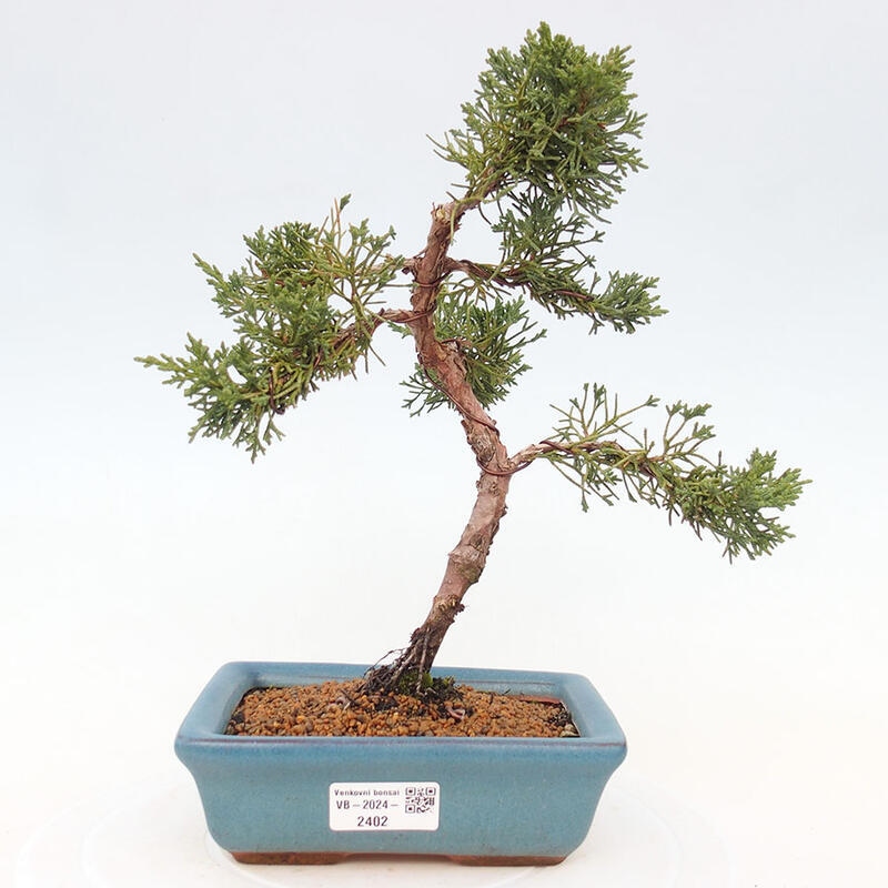 Venkovní bonsai - Juniperus chinensis Kishu -Jalovec čínský