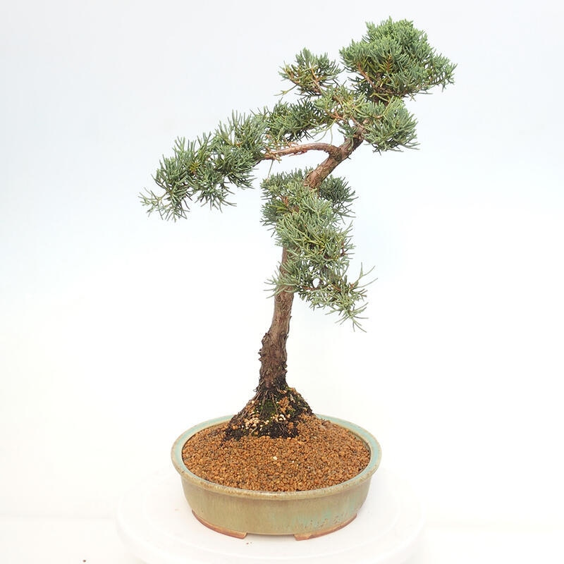 Venkovní bonsai - Juniperus chinensis Kishu -Jalovec čínský