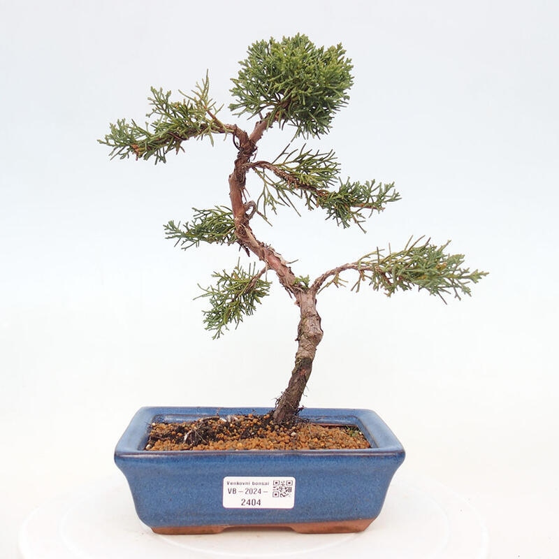 Venkovní bonsai - Juniperus chinensis Kishu -Jalovec čínský