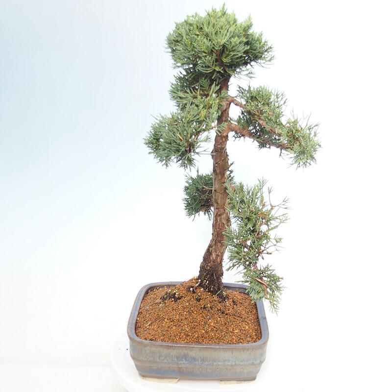 Venkovní bonsai - Juniperus chinensis Kishu -Jalovec čínský