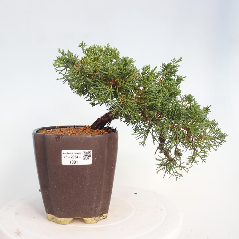 Venkovní bonsai - Juniperus chinensis Kishu -Jalovec čínský