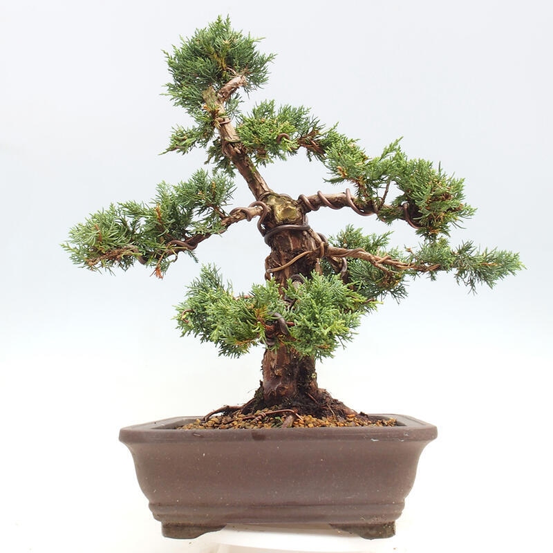 Venkovní bonsai - Juniperus chinensis Kishu -Jalovec čínský