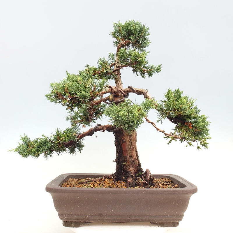 Venkovní bonsai - Juniperus chinensis Kishu -Jalovec čínský