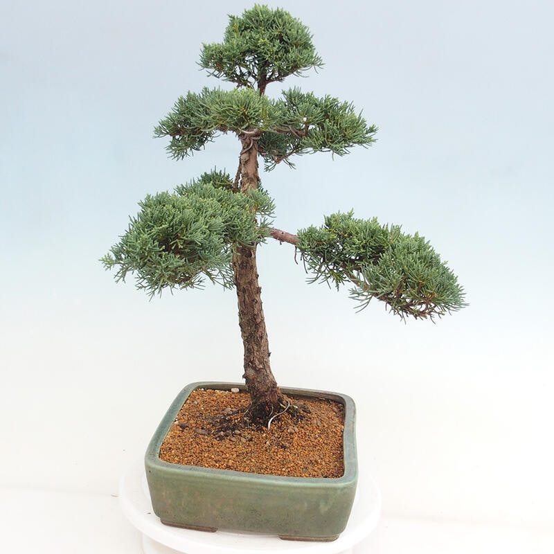 Venkovní bonsai - Juniperus chinensis Kishu -Jalovec čínský